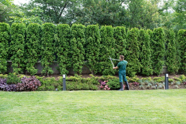 Best Emergency Tree Service  in Womelsdorf, PA